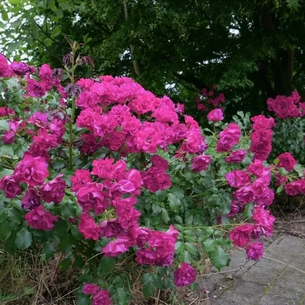 Oso Easy Peasy Rose