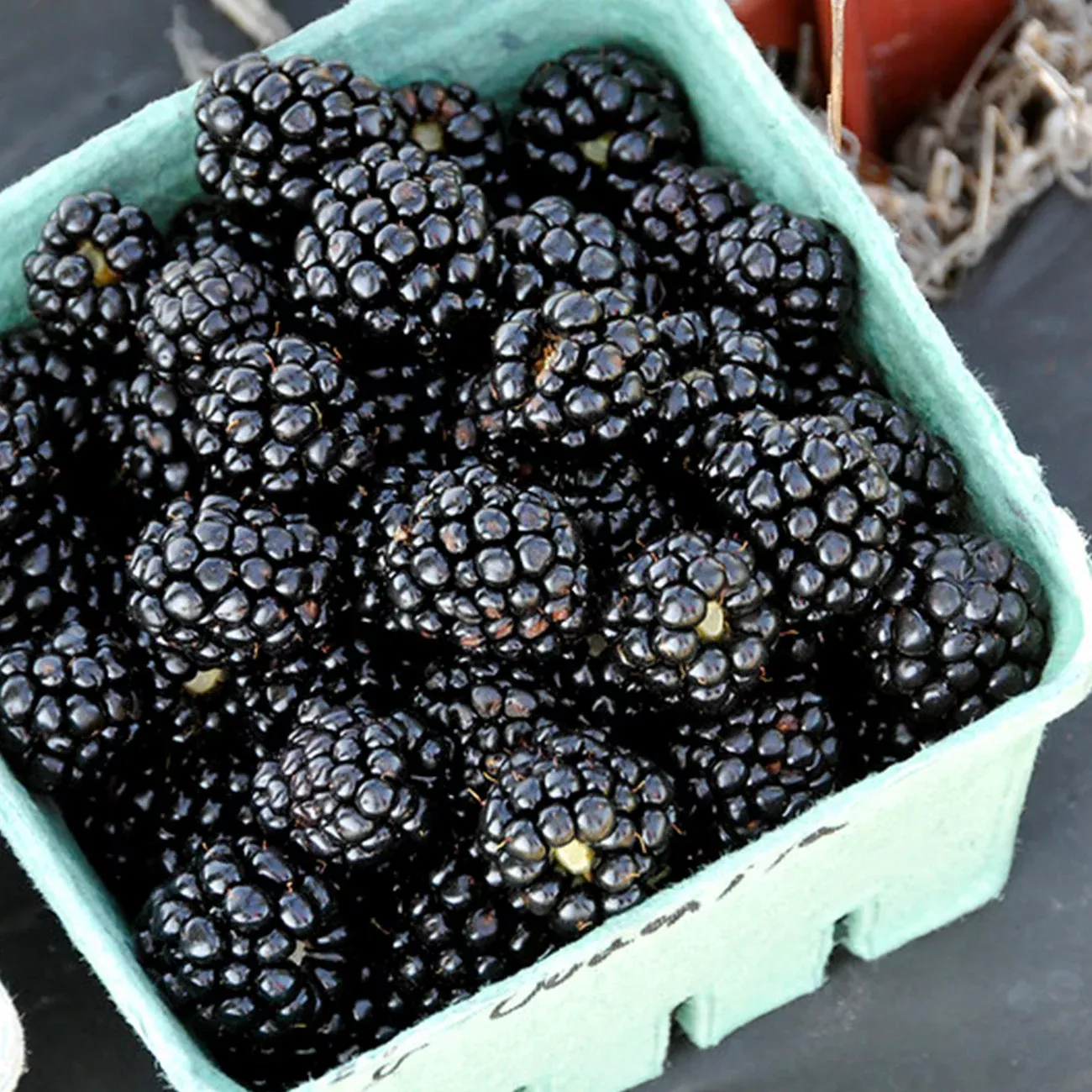 Ouachita Blackberry Bush