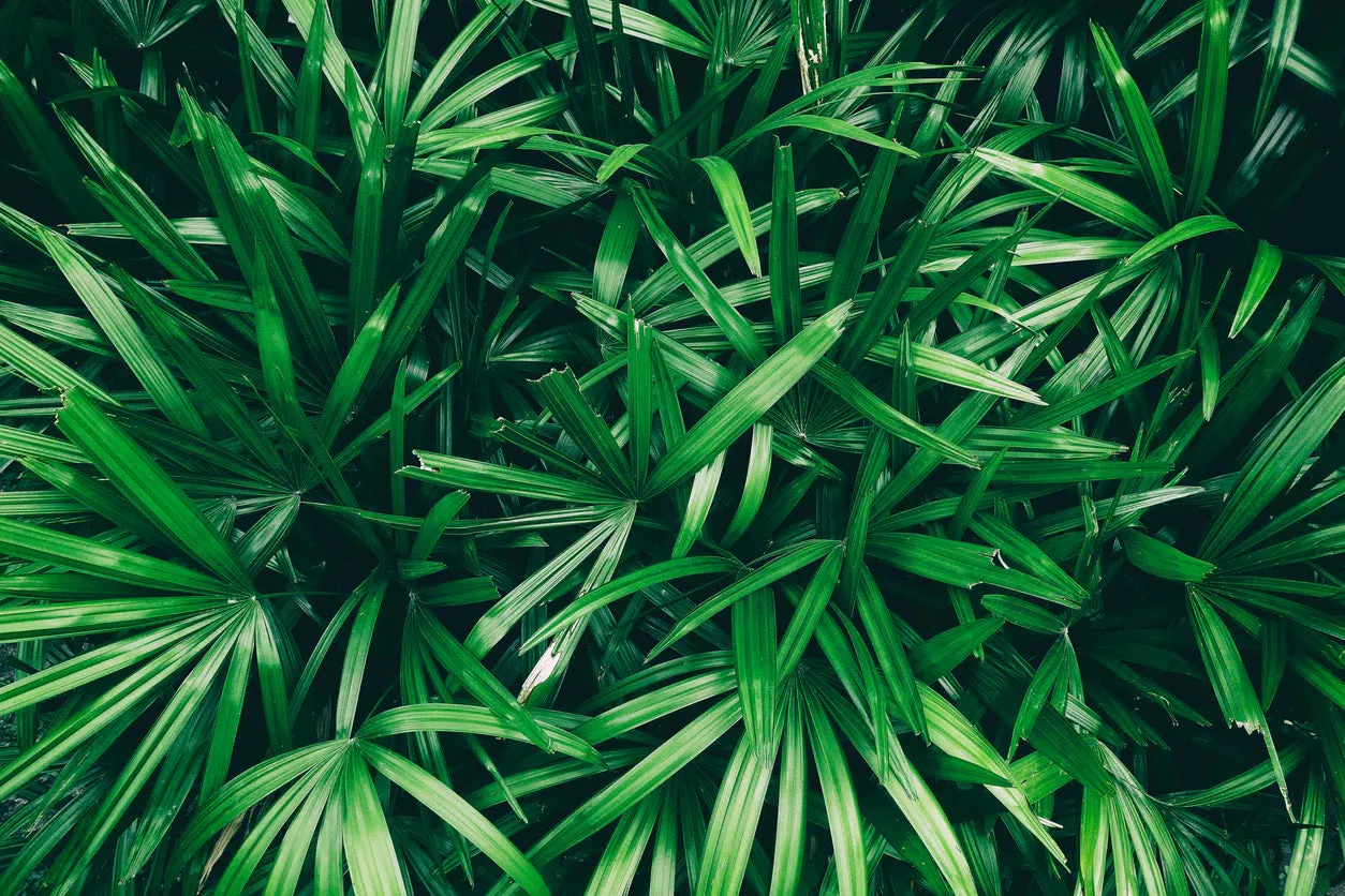 Palm Raphis - 6” plant