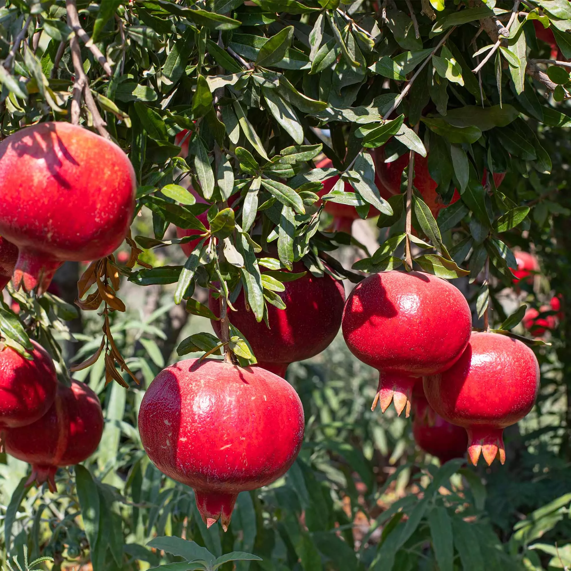Parfianka Pomegranate Tree