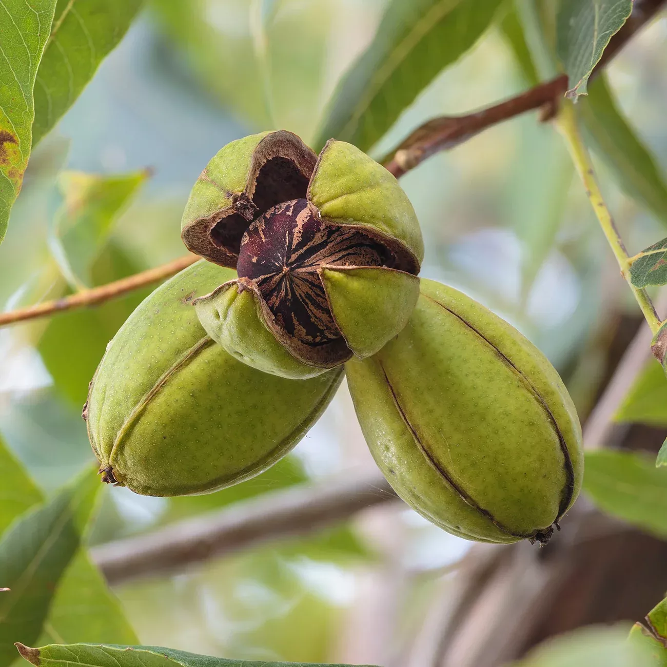 Pawnee Pecan Tree | Type 1 Pollinator