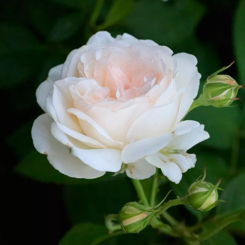 ‘Pear’ Culinary Shrub Rose|Plant in a 4.5L Pot