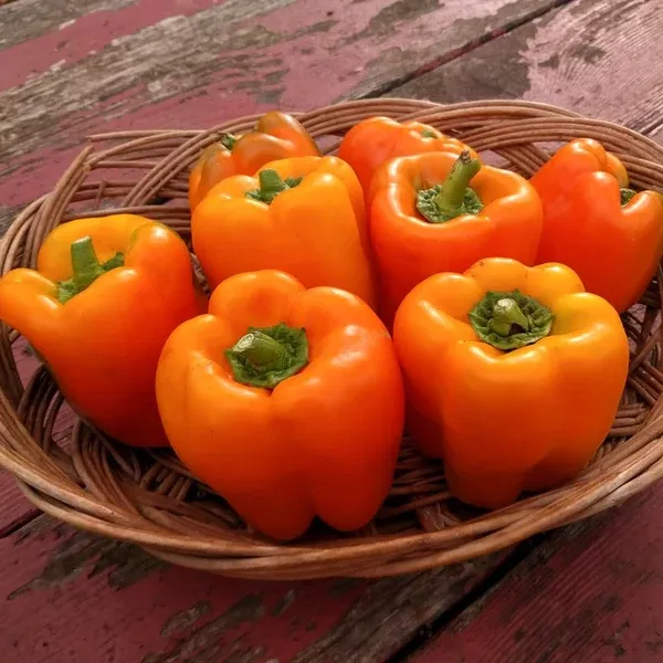Pepper, Sweet 'Etiuda' (Capsicum annum) - Seed AS