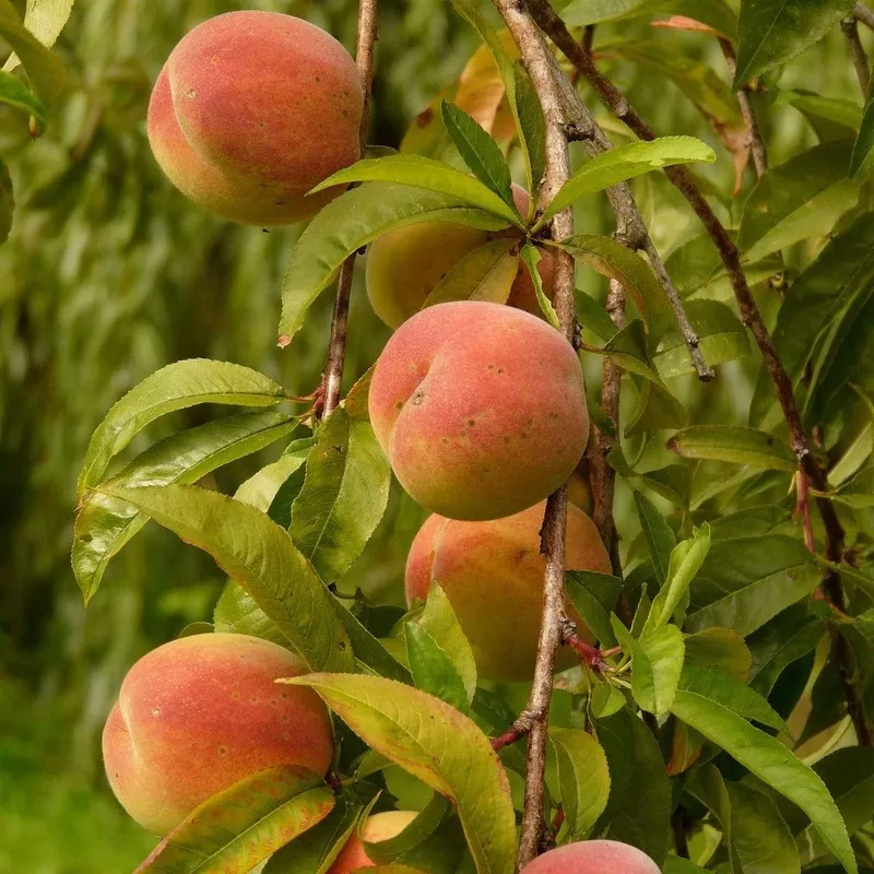 ‘Peregrine’ Peach Tree|Patio Tree in a 4.5L Pot|2 Year Old Tree in a 9L Pot|2 Year Old Bare Root Tree