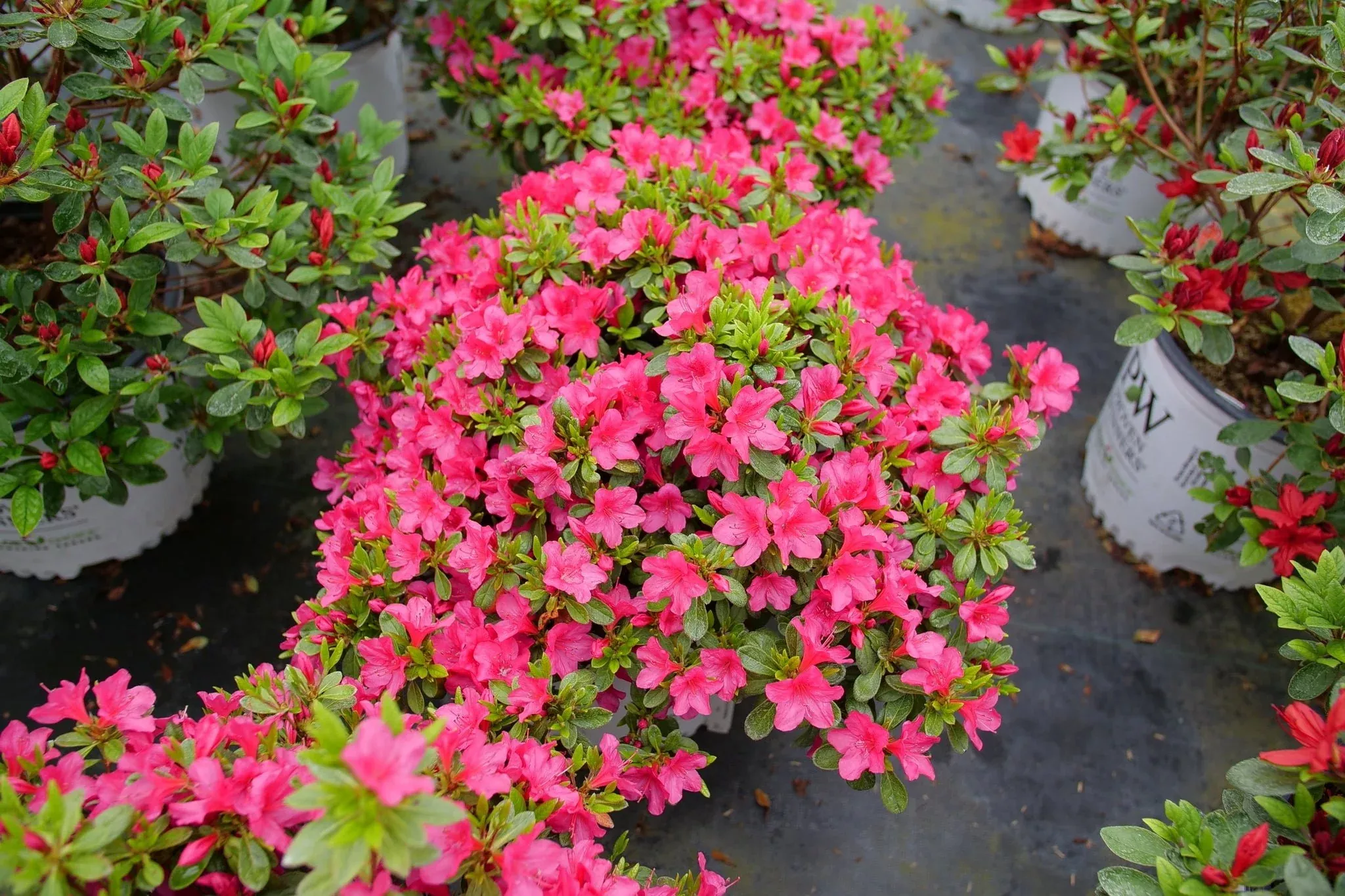 Perfecto Mundo Fuchsia Carpet Azalea