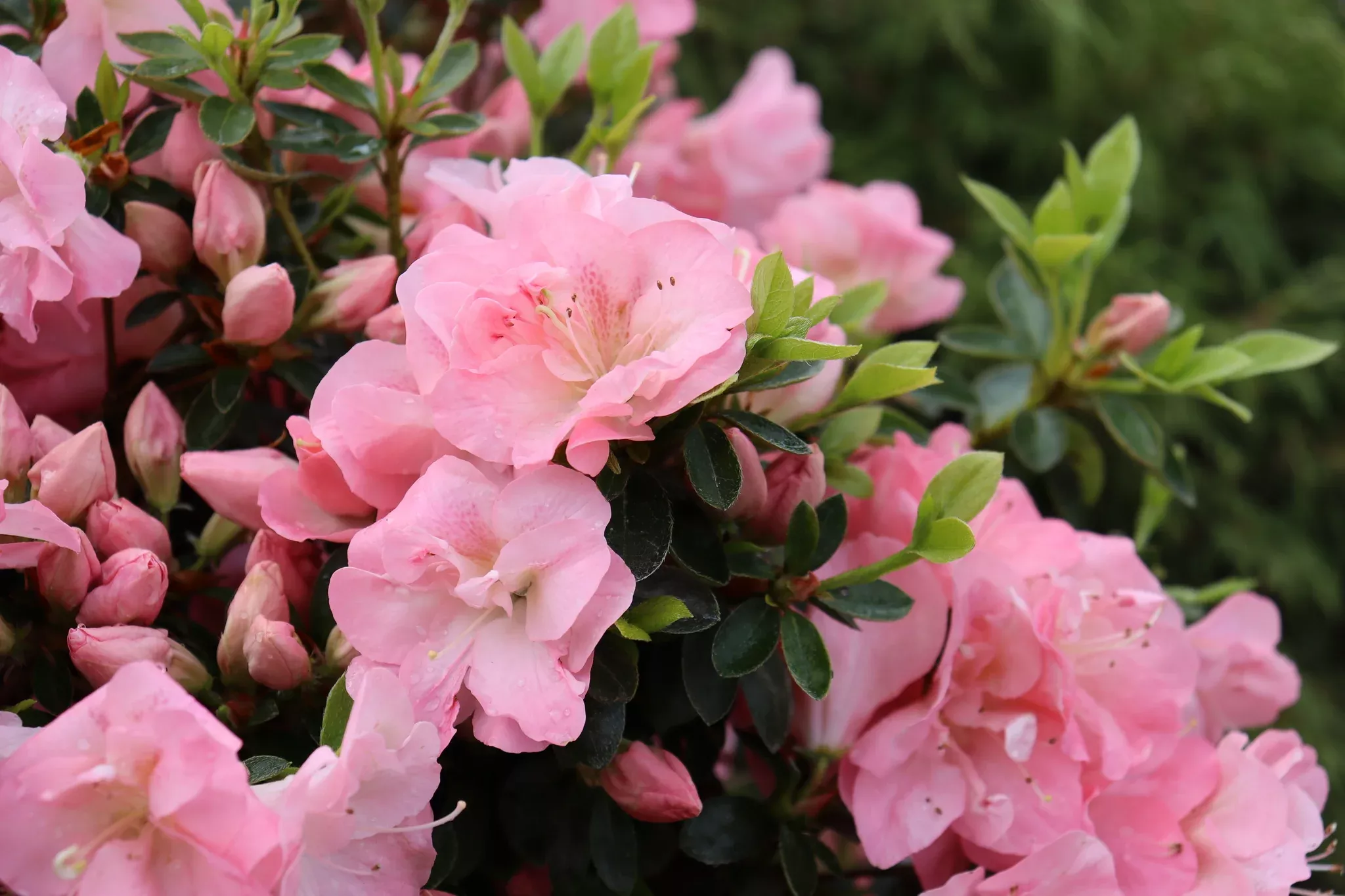 Perfecto Mundo Pink Carpet Reblooming Azalea