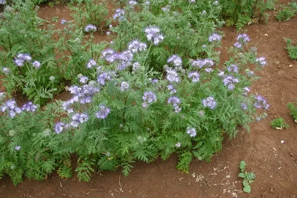 Phacelia tanacetifolia (Lacy Phacelia)