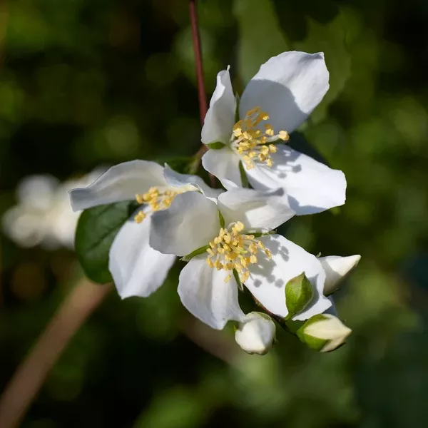 Philadelphus lewisii (Mock Orange)
