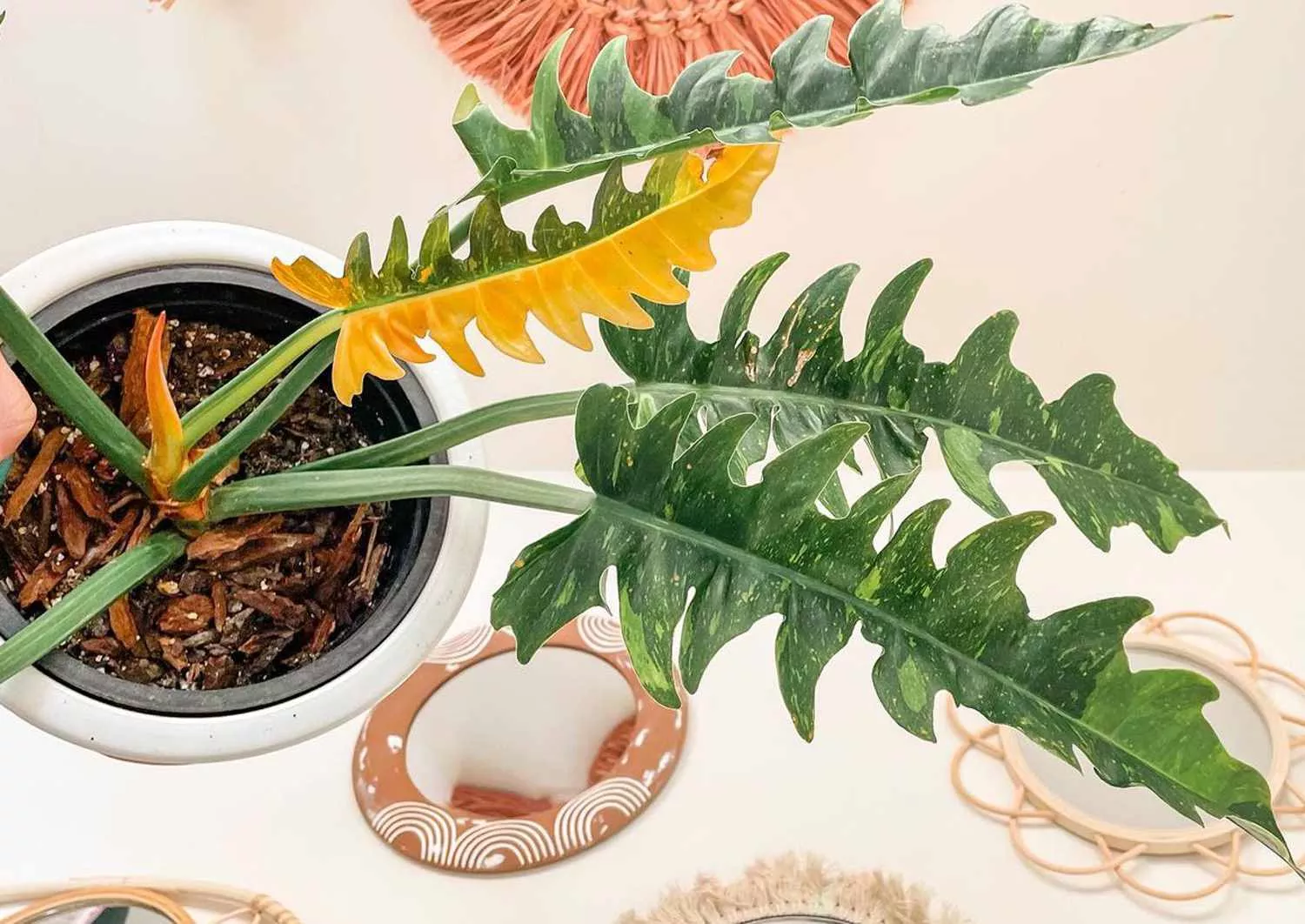 Philodendron ‘Ring of Fire’ - 6” plant