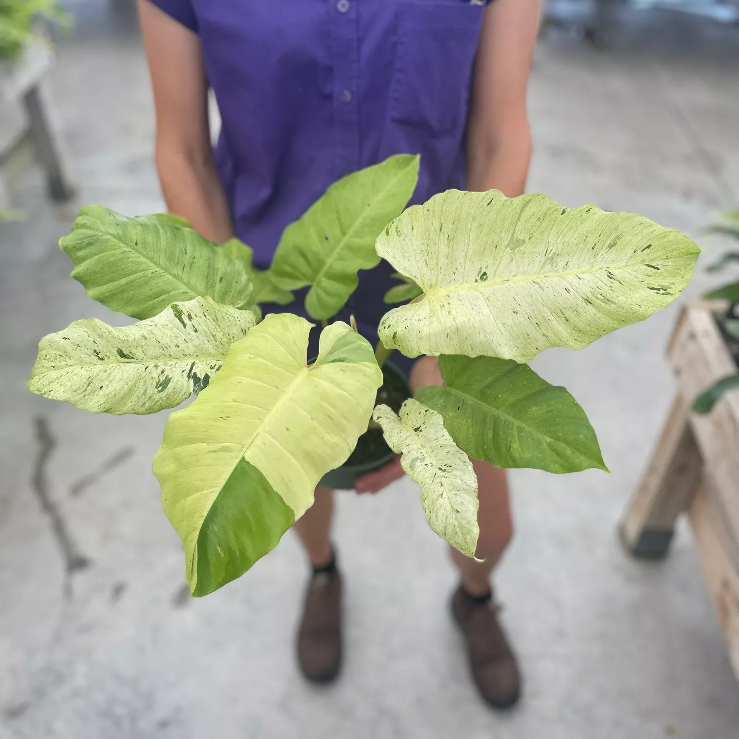Philodendron Snowdrift (6″ pot)