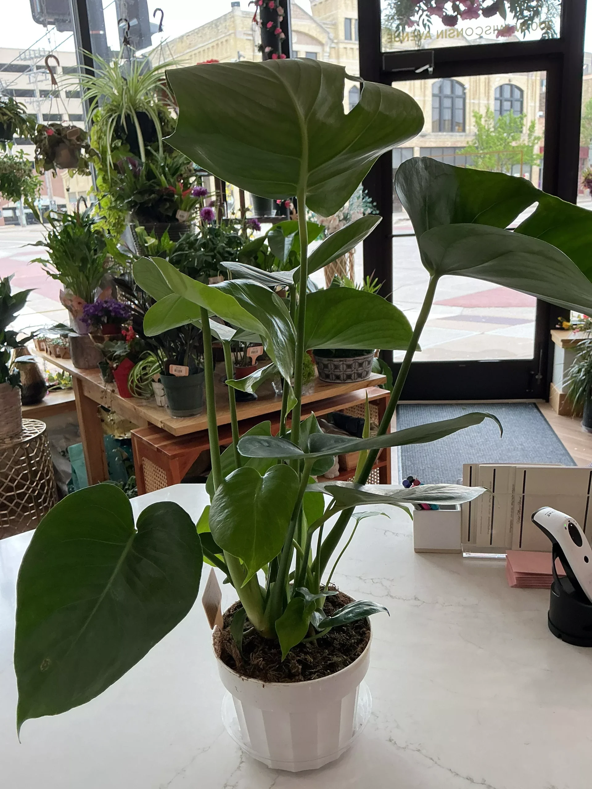 Philodendron ‘Split Leaf’ - 6” plant