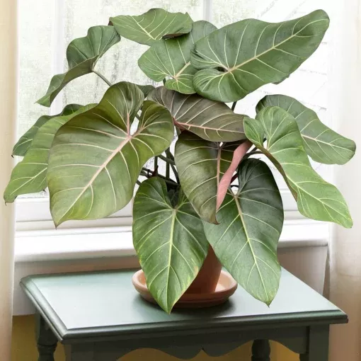 Philodendron ‘Summer Glory’ - 6” plant