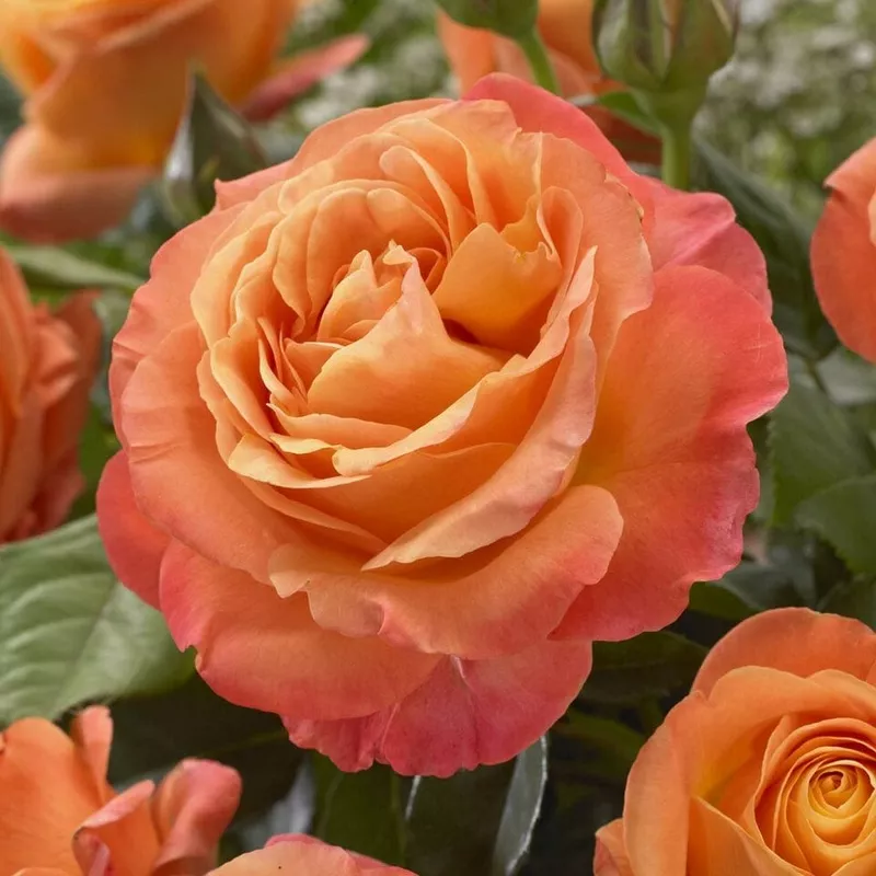 ‘Phoenix’ Floribunda Rose|Plant in a 4.5L Pot|3 Plants in 4.5L Pots