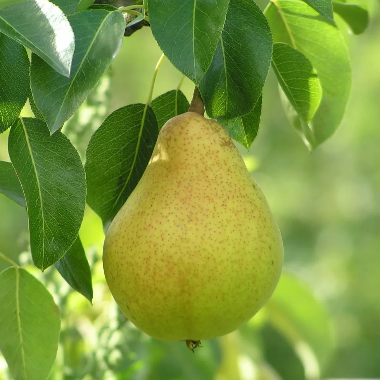 Pineapple Pear Tree