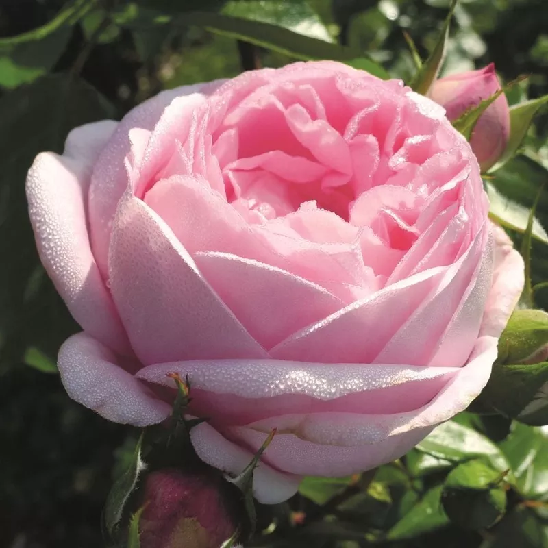 ‘Pink Martini’ Hybrid Tea Rose