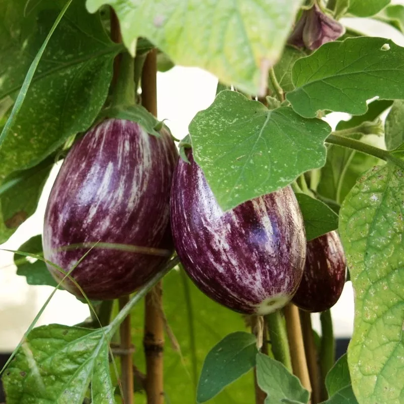 ‘Pinstripe’ Aubergine Plants|Garden-Ready Plant in an 8.5cm Pot|3 Garden-Ready Plants in 8.5cm Pots