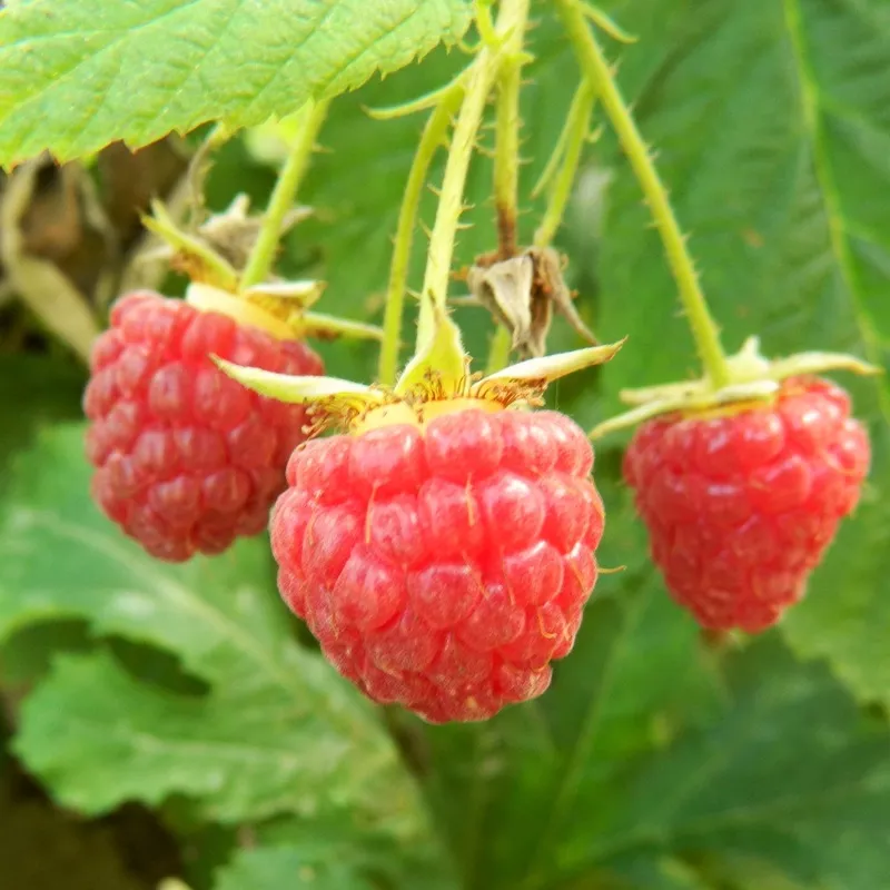 ‘Polka’ Raspberry Plants|Plant in a 3L Pot|3 Plants in 3L Pots|5 Bare Root Canes