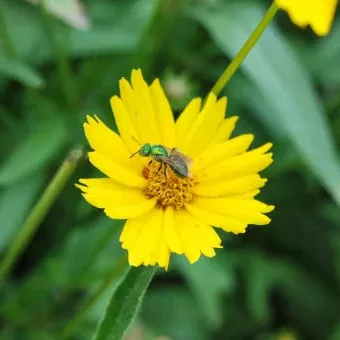 'Pollinator Party Mix' Seed AS