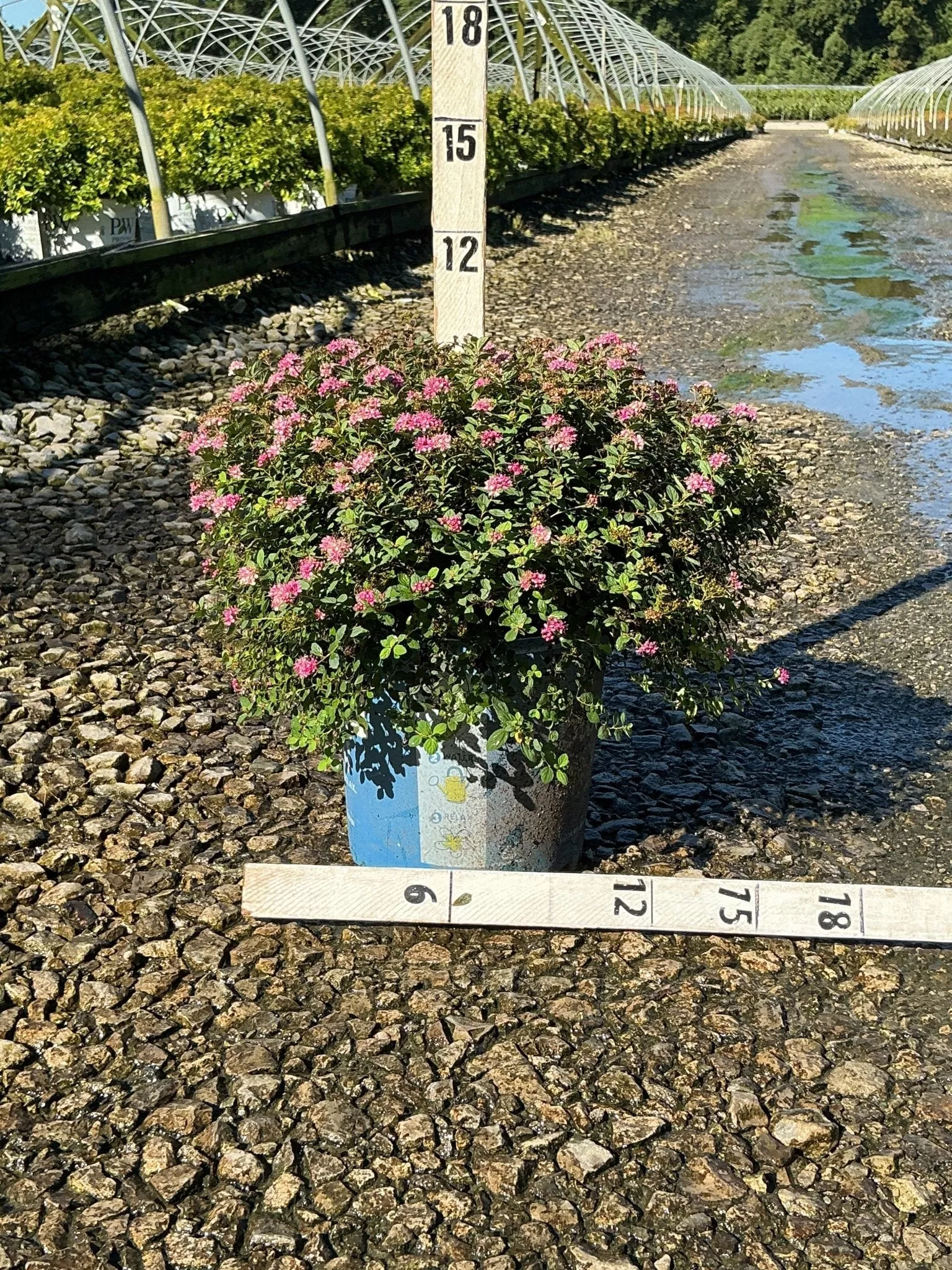 Poprocks Petite Spirea