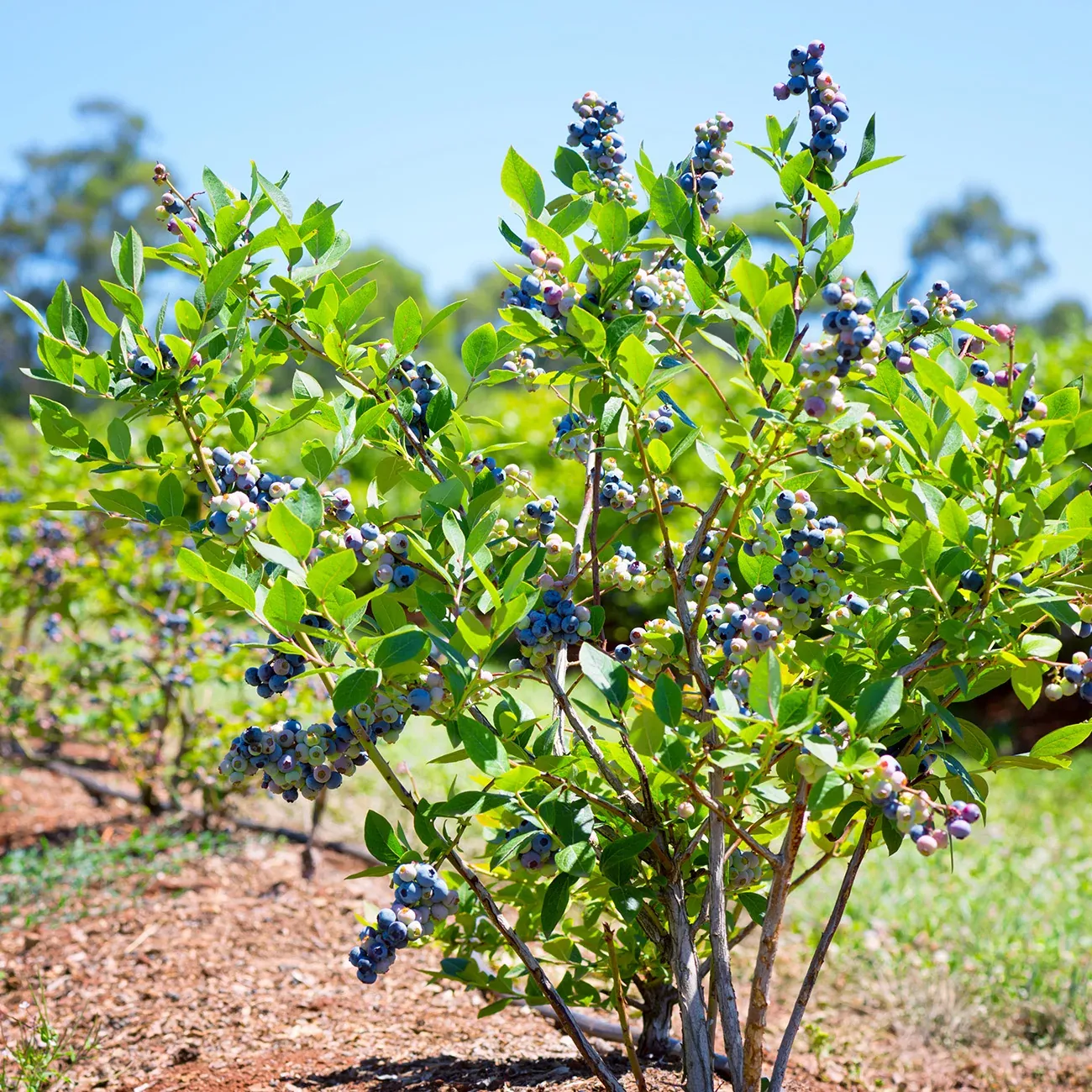 Powder Blue Blueberry Bush