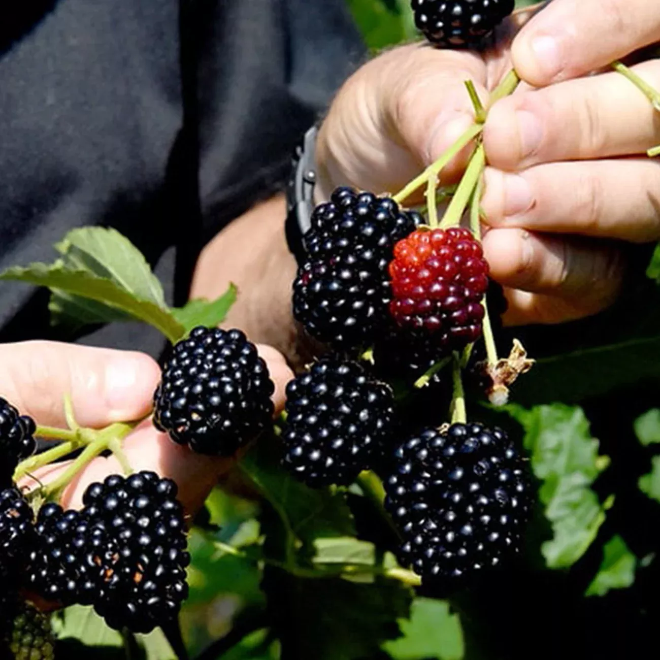 Prime Ark Freedom Blackberry Bush