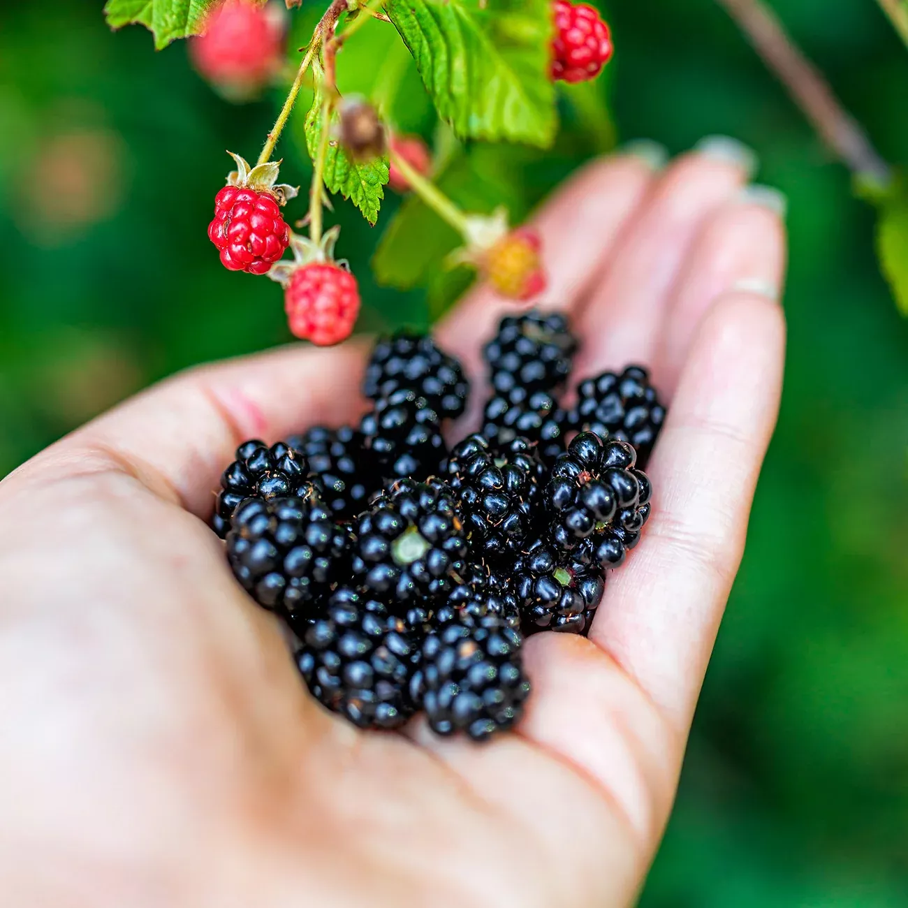 Prime Ark Traveler Blackberry Bush