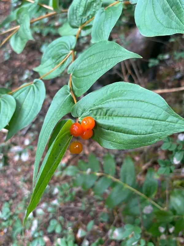Prosartes hookerii (Hooker's Fairy Bells)