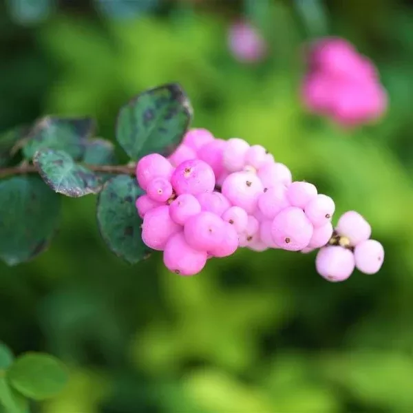 Proud Berry Coralberry