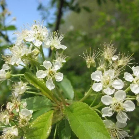 Prunus emarginata (Oregon Cherry)