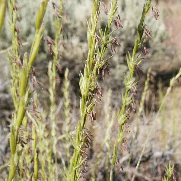 Pseudoroegneria spicata (Bluebunch Wheatgrass)