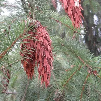 Pseudotsuga menziesii (Douglas Fir)