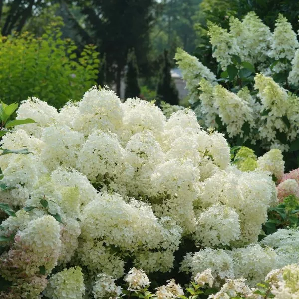 Puffer Fish Panicle Hydrangea