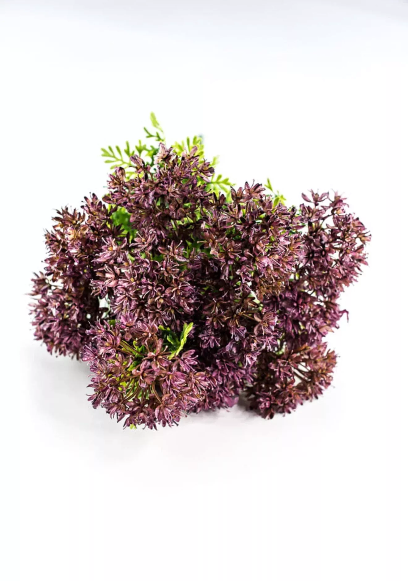 Purple flower bush