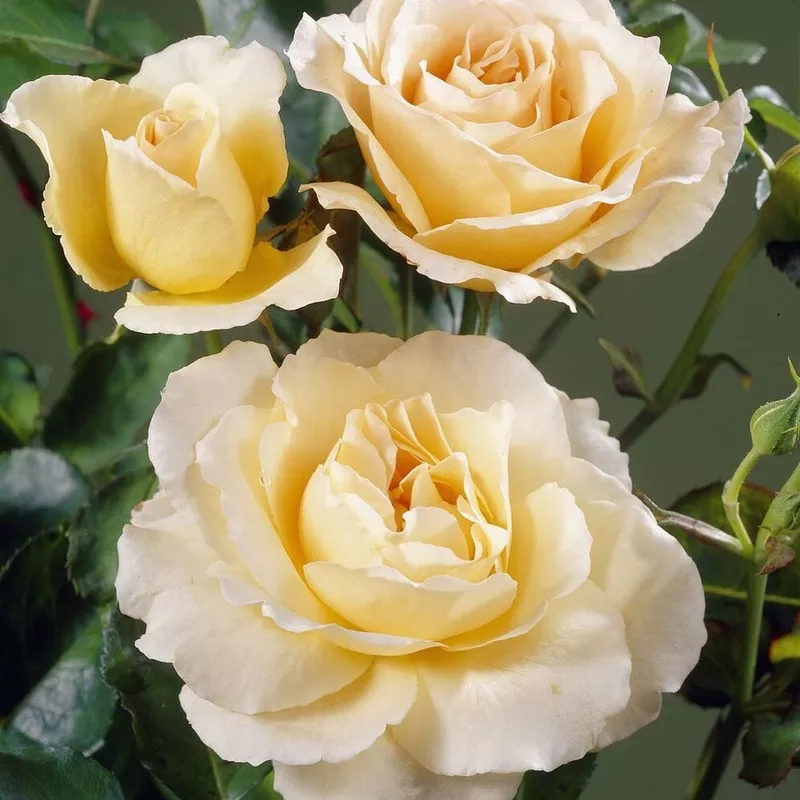 ‘Queen Bee’ Floribunda Rose|Plant in a 4.5L Pot|3 Plants in 4.5L Pots