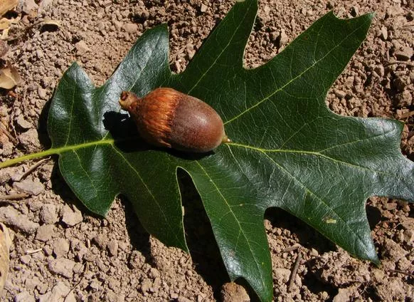 Quercus kelloggii (California Black Oak)