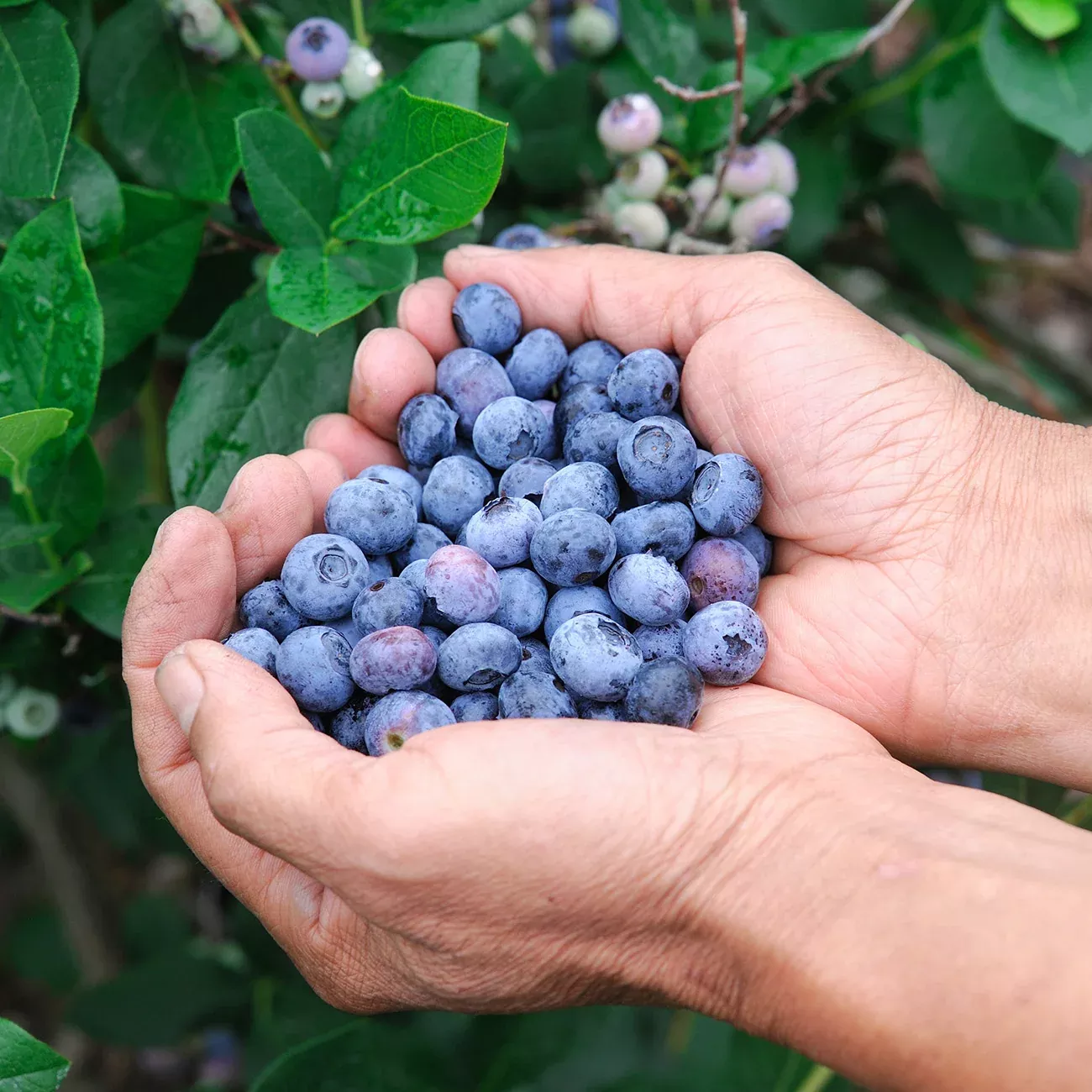 Rabbiteye Blueberry Bush Variety Pack