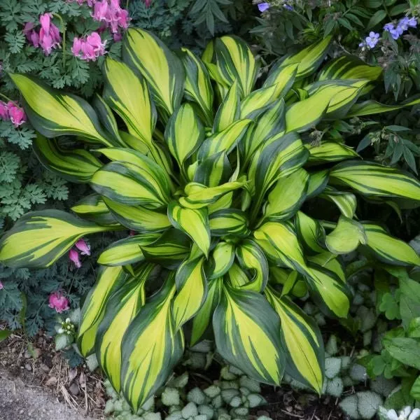 Rainbow's End Hosta