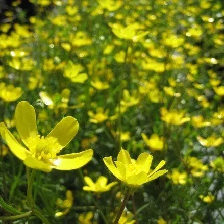 Ranunculus occidentalis (Western Buttercup) Seed Packet WW