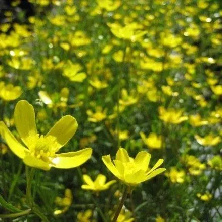 Ranunculus occidentalis (Western Buttercup)