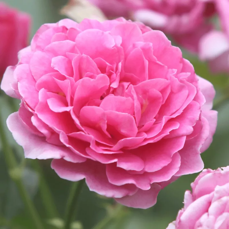 ‘Raspberry’ Culinary Shrub Rose