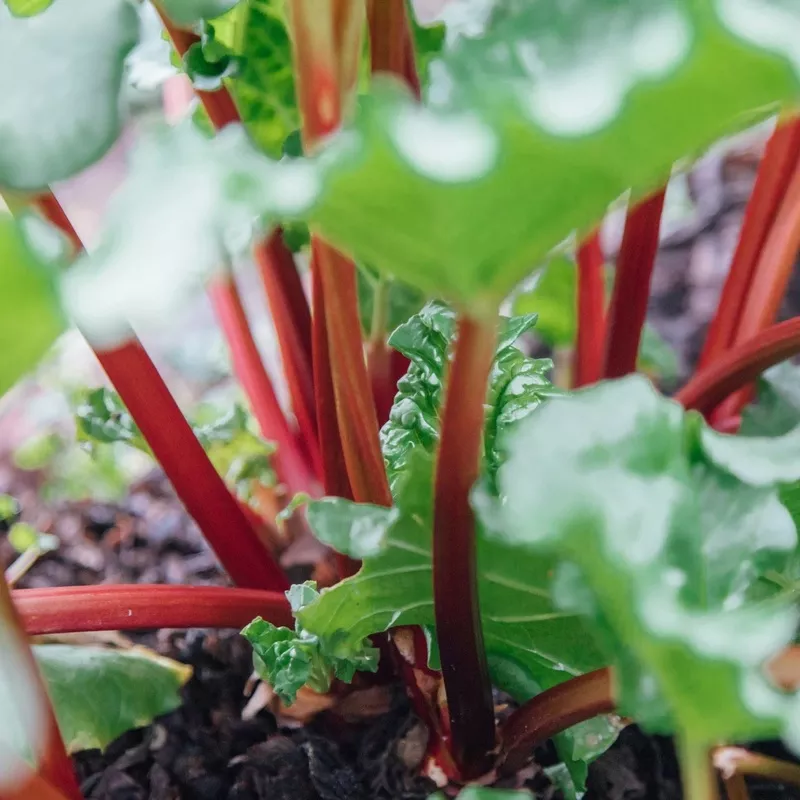 ‘Raspberry Red’ Rhubarb Plant|Plant in a 3L Pot|3 Plants in 3L Pots|3 Bare Root Crowns|Bare Root Crown