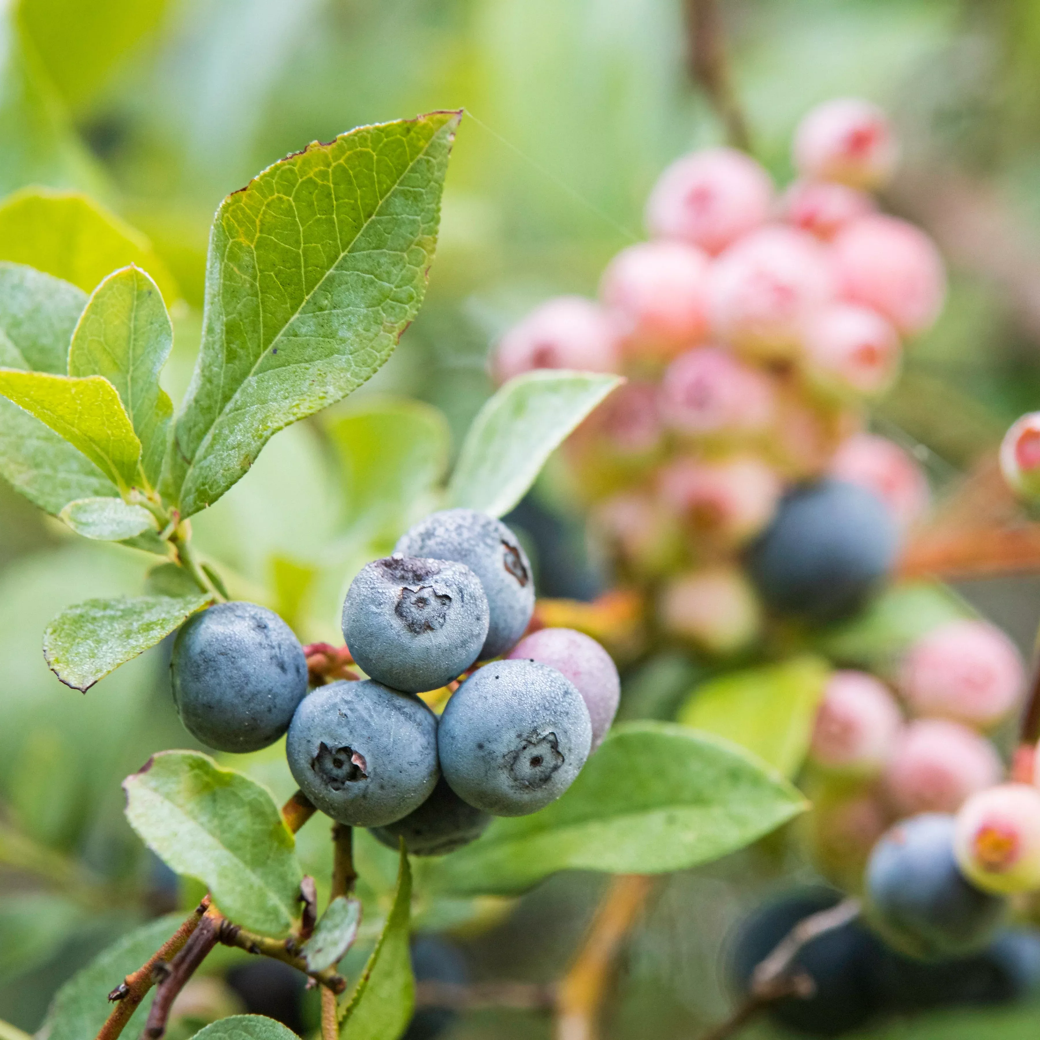 Rebel Blueberry Southern Highbush