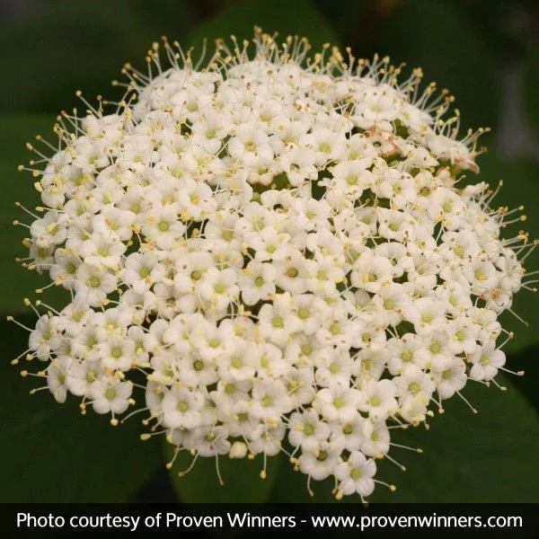 Red Balloon™ Viburnum