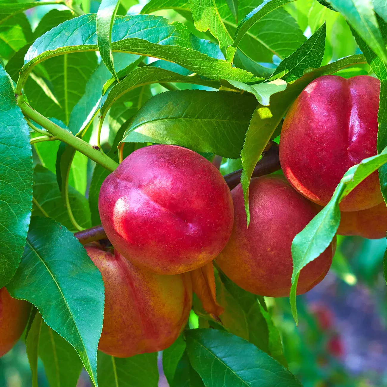 Red Gold Nectarine Tree