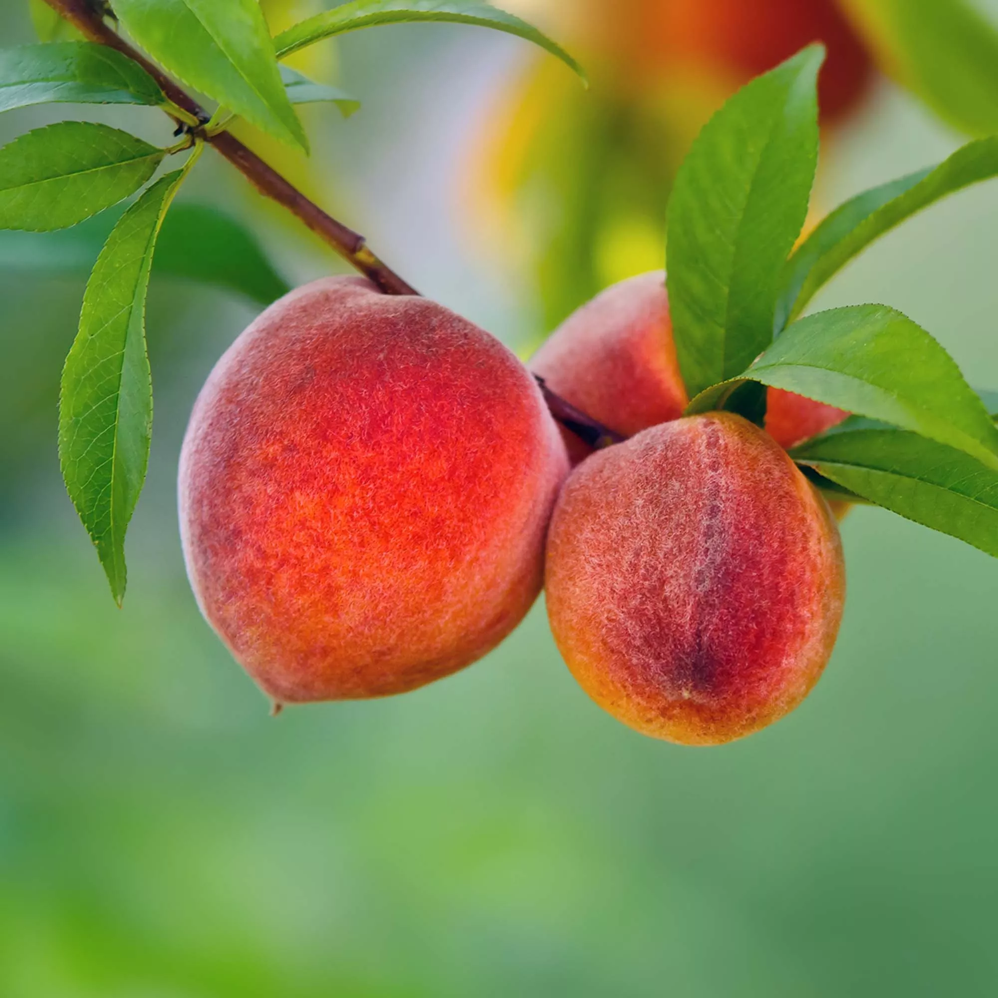 Red Haven Peach Tree