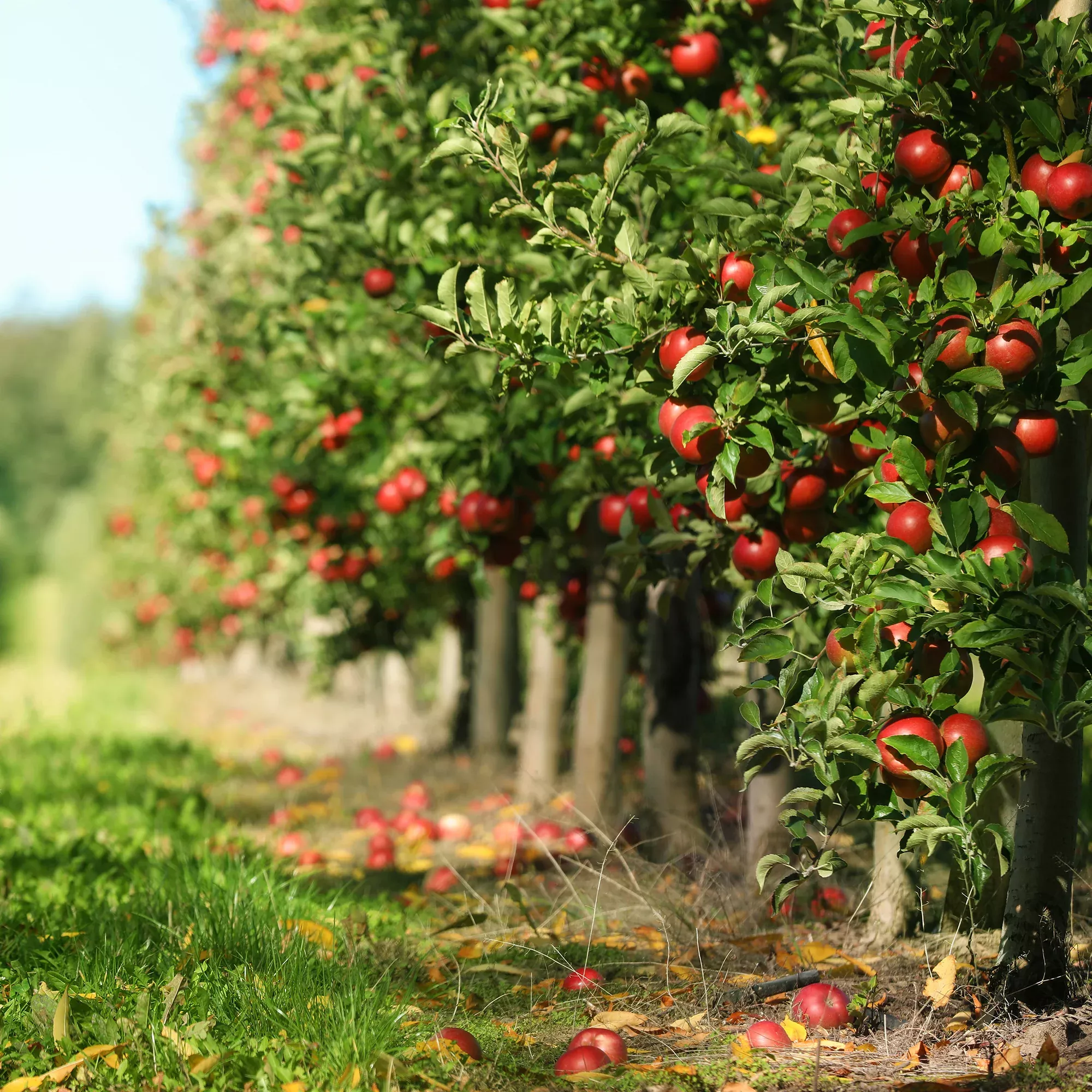 Red Jonathan Apple Tree
