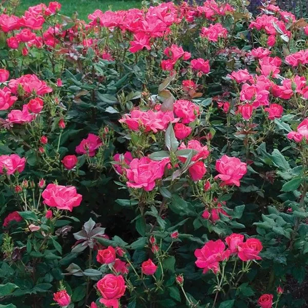 Red Knock Out Shrub Rose