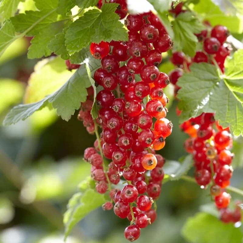 ‘Red Lake’ Redcurrant Bush|Plant in a 3L Pot|3 Plants in 3L Pots|Plant in a 9cm Pot|Bare Root Plant