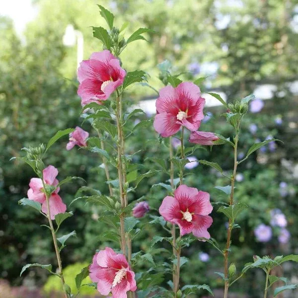 Red Pillar Rose of Sharon