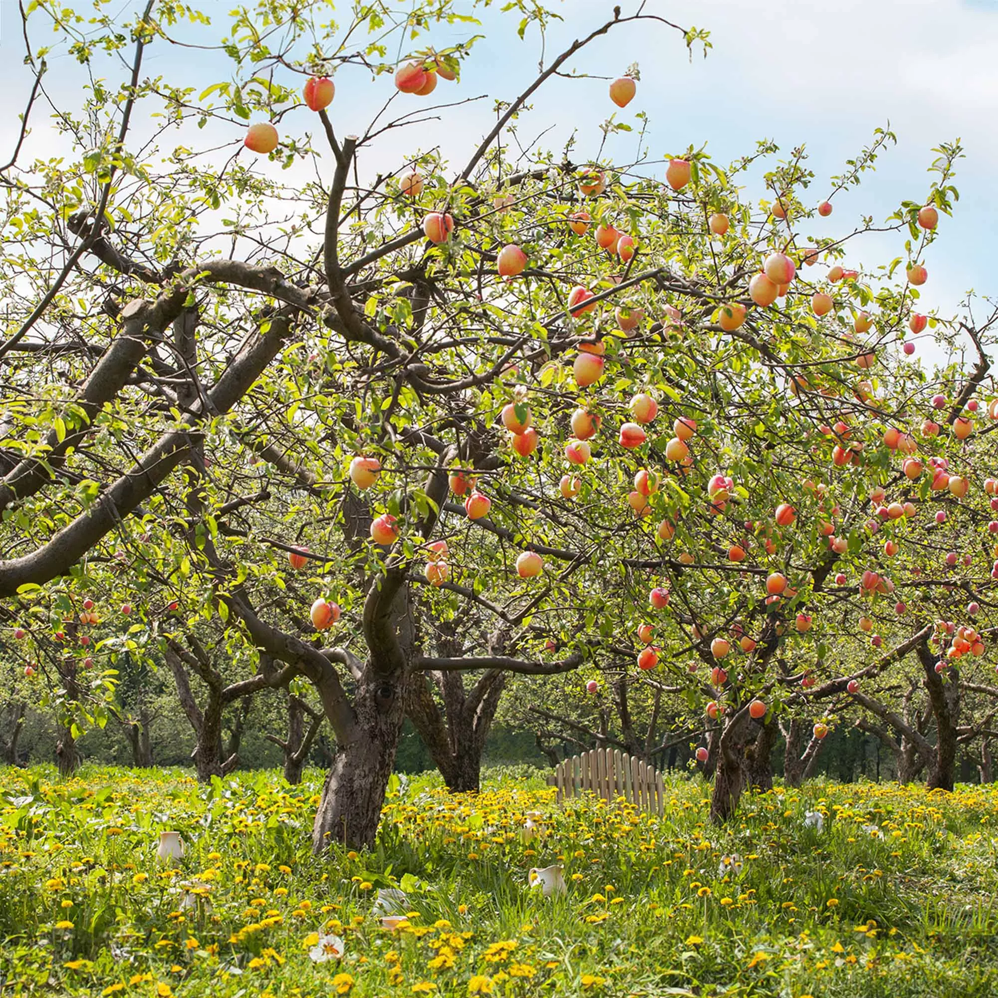 Reliance Peach Tree